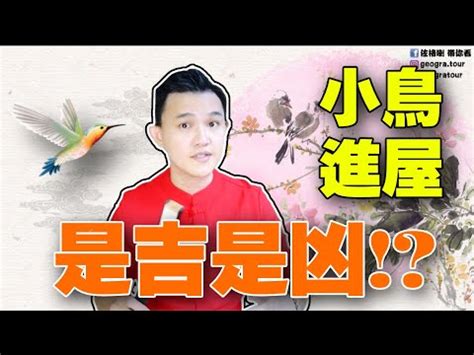 麻雀飛進家裡號碼|【麻雀進屋什麼意思】麻雀進宅，吉兆還是凶兆？揭秘麻雀進屋背。